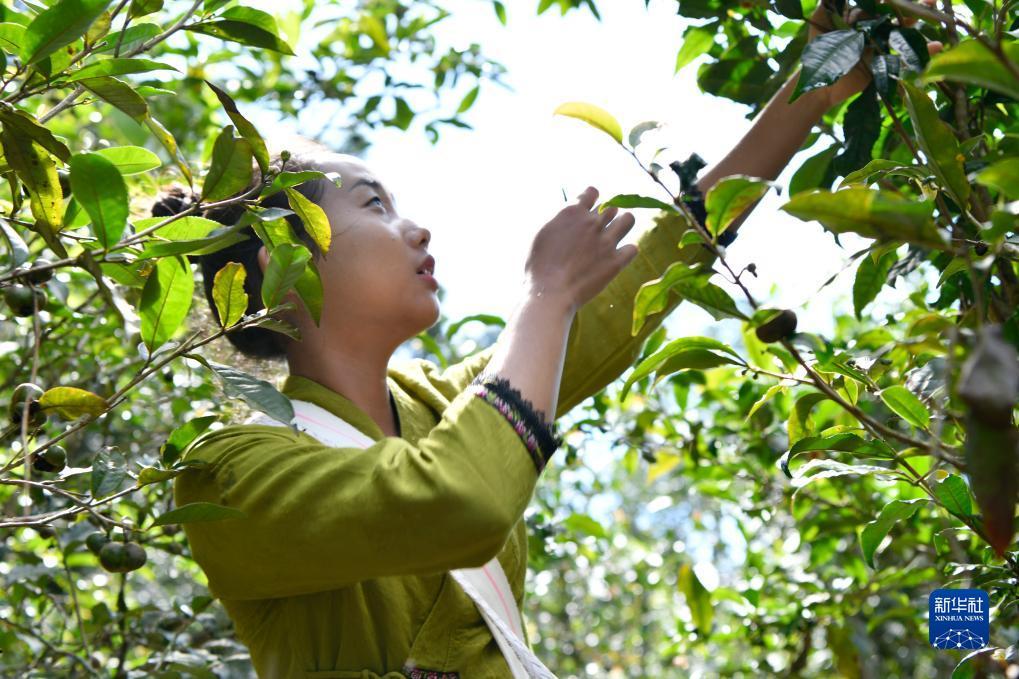 菠菜开户体验金